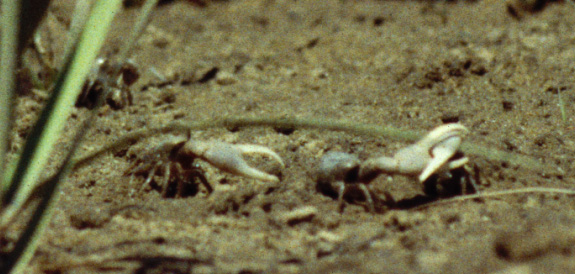 Leptuca pugilator photo