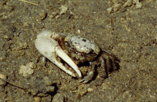 Leptuca pugilator photo
