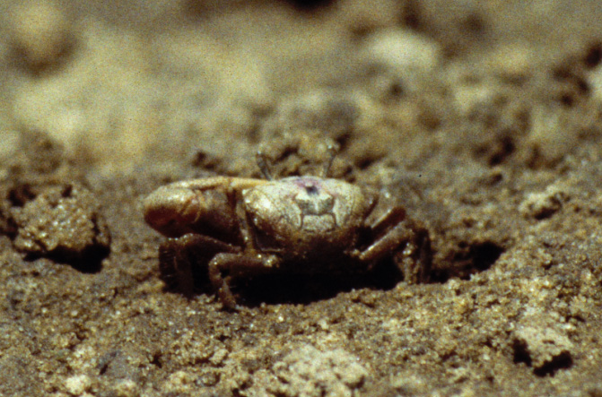 Leptuca pugilator photo