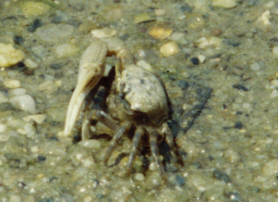 Leptuca pugilator photo