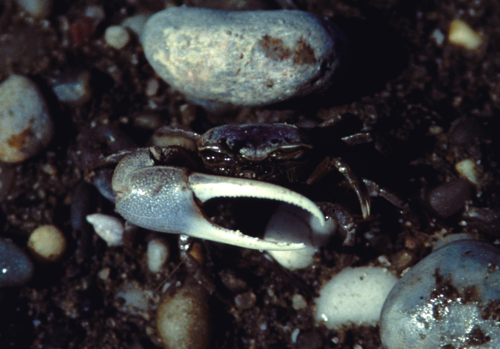 Leptuca pugilator photo