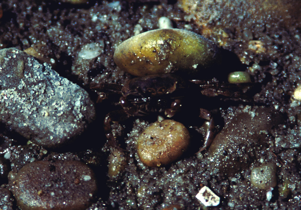 Leptuca pugilator photo