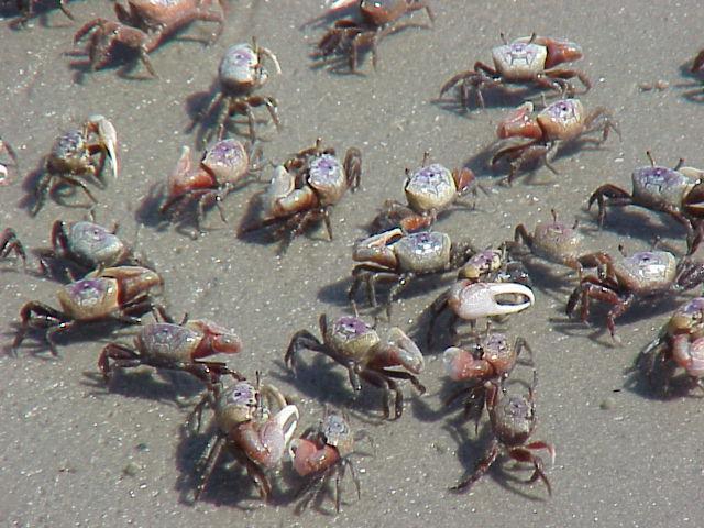 Leptuca pugilator photo