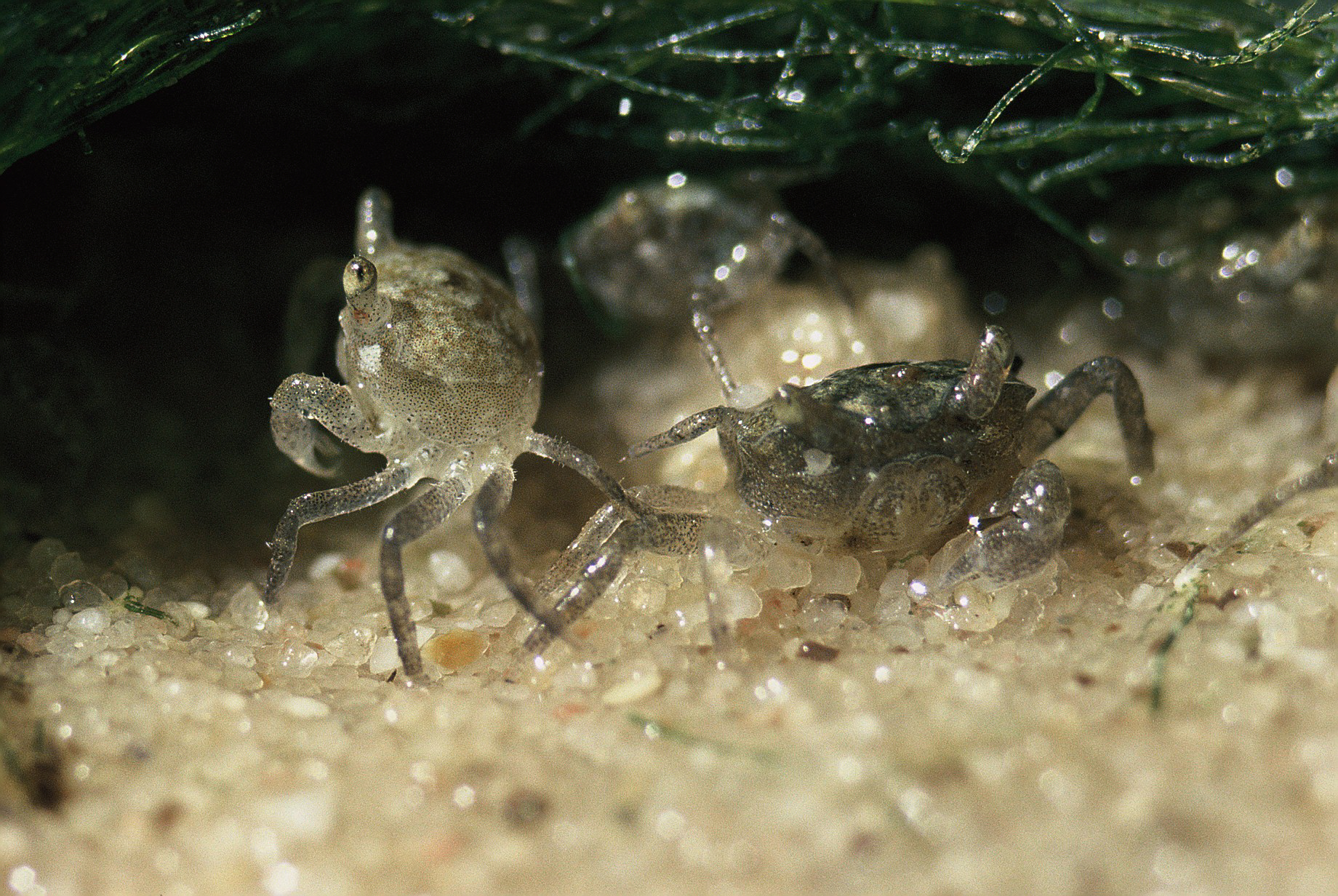 Leptuca pugilator photo