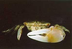 Tubuca seismella thumbnail