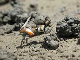 Tubuca seismella thumbnail