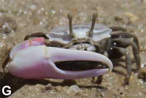 Austruca sindensis thumbnail