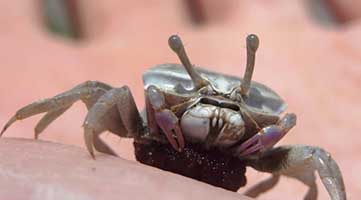 Austruca sindensis thumbnail