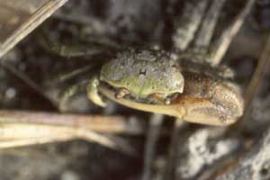 Leptuca spinicarpa thumbnail