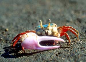 Leptuca stenodactylus photo