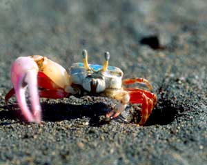 Leptuca stenodactylus photo