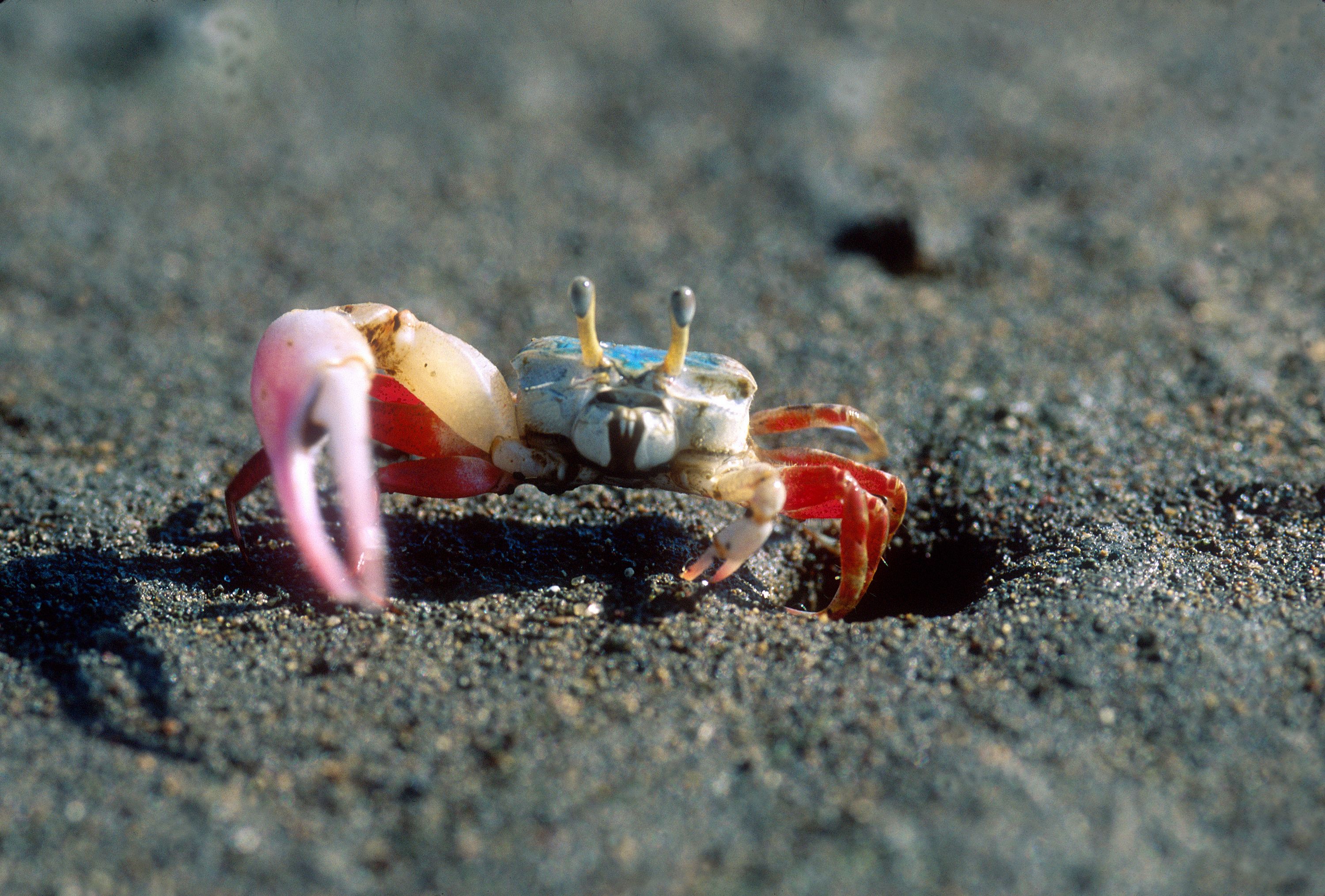 Leptuca stenodactylus photo