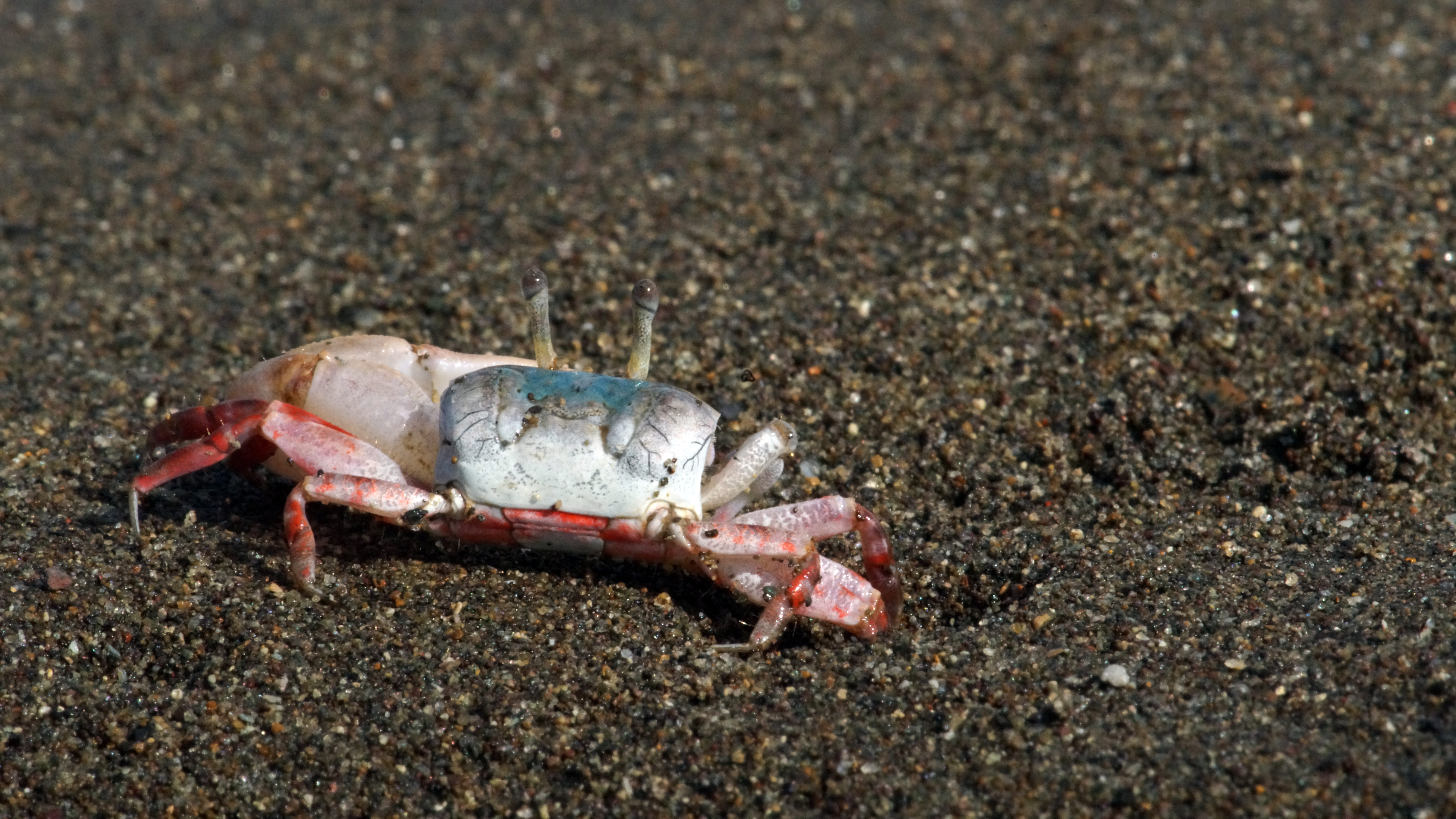Leptuca stenodactylus photo
