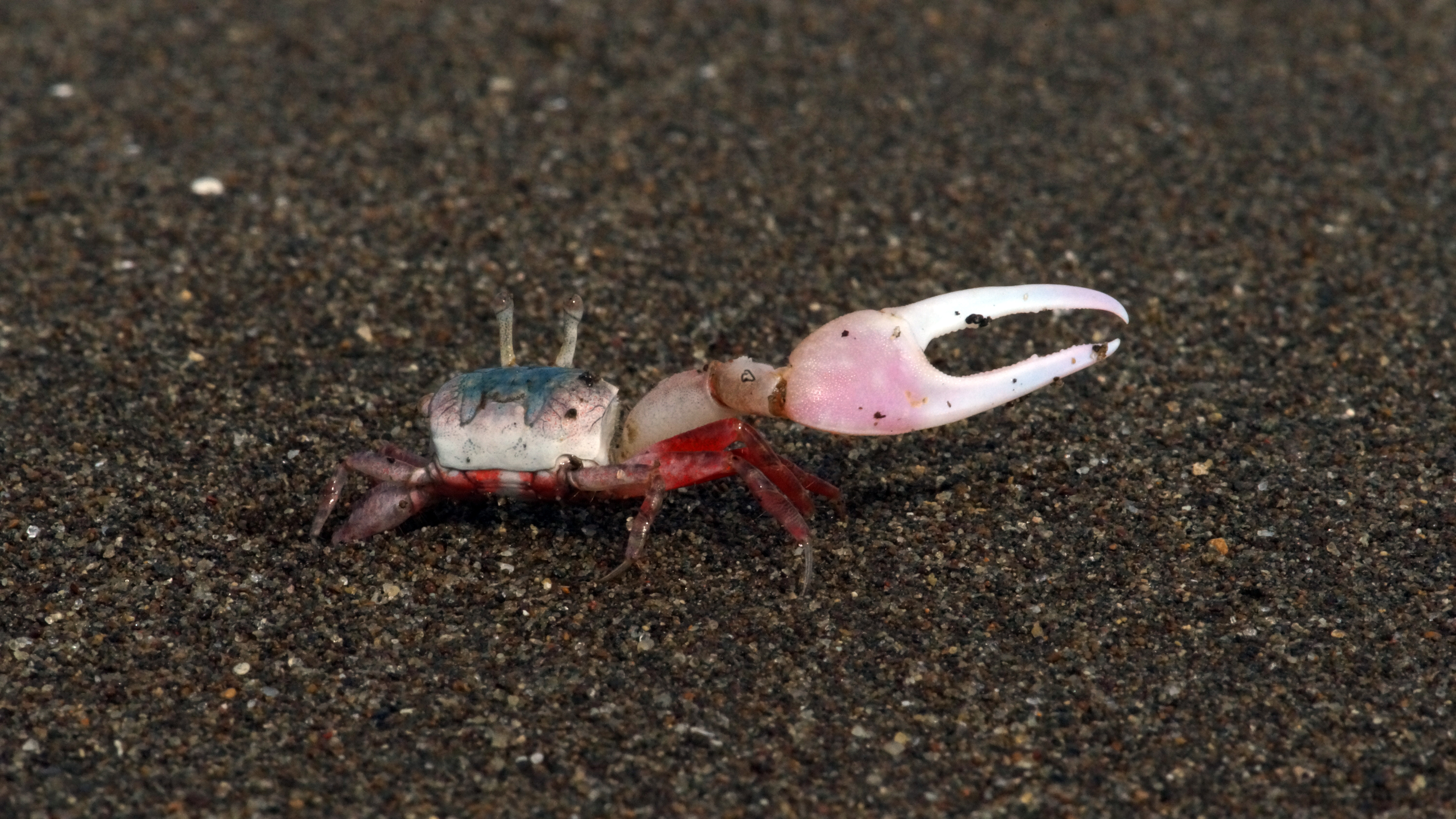 Leptuca stenodactylus photo