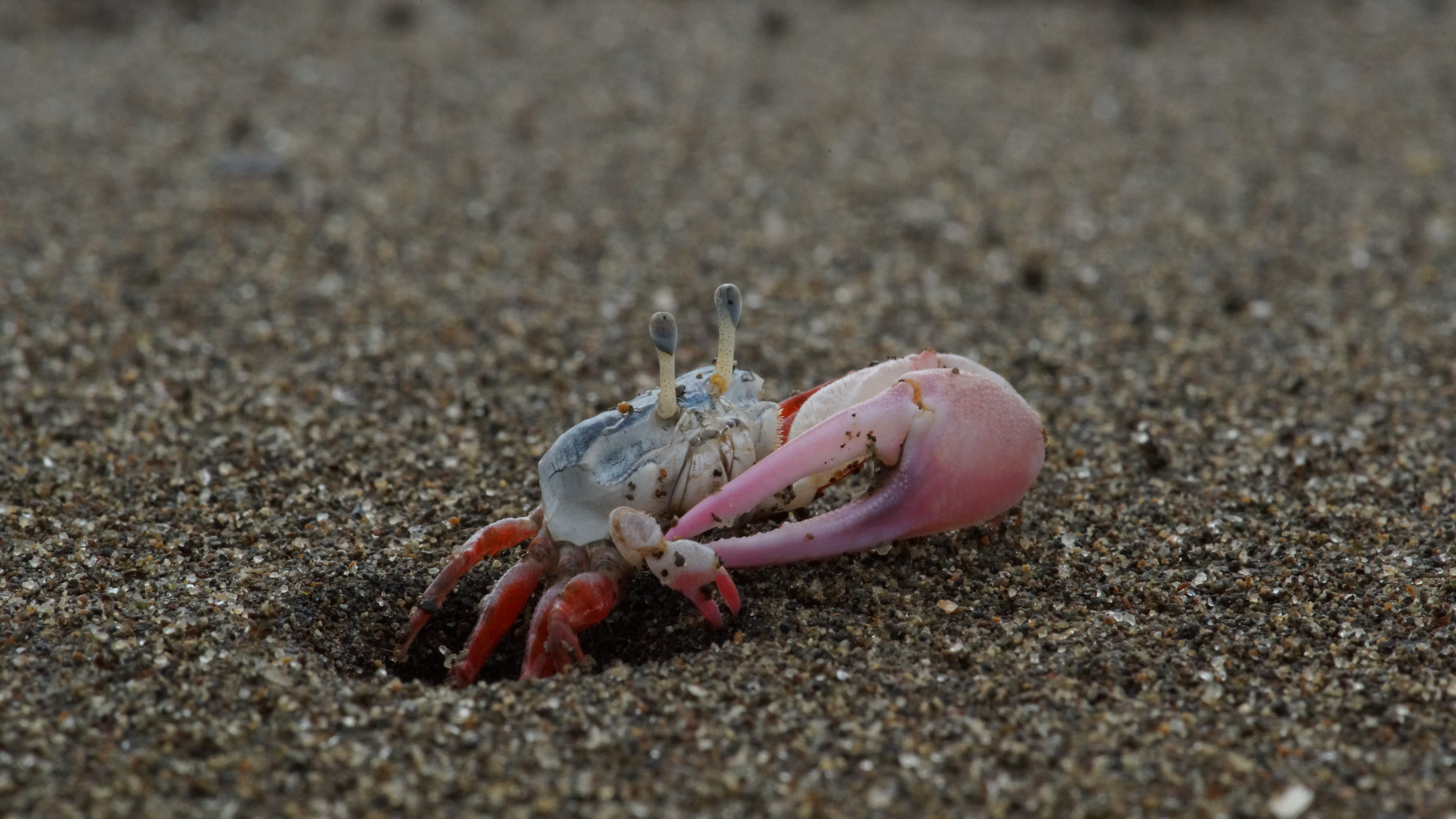 Leptuca stenodactylus photo