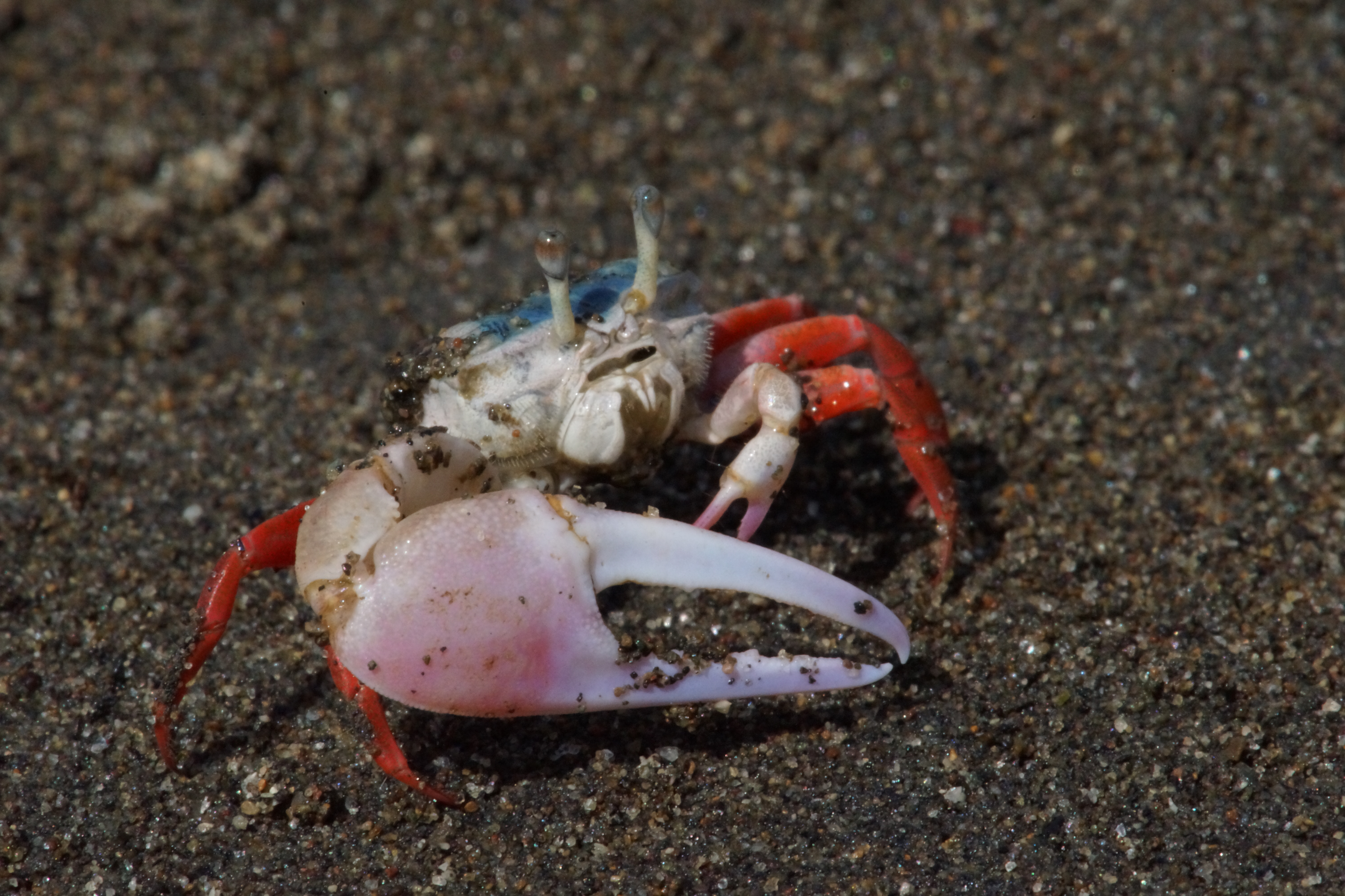 Leptuca stenodactylus photo