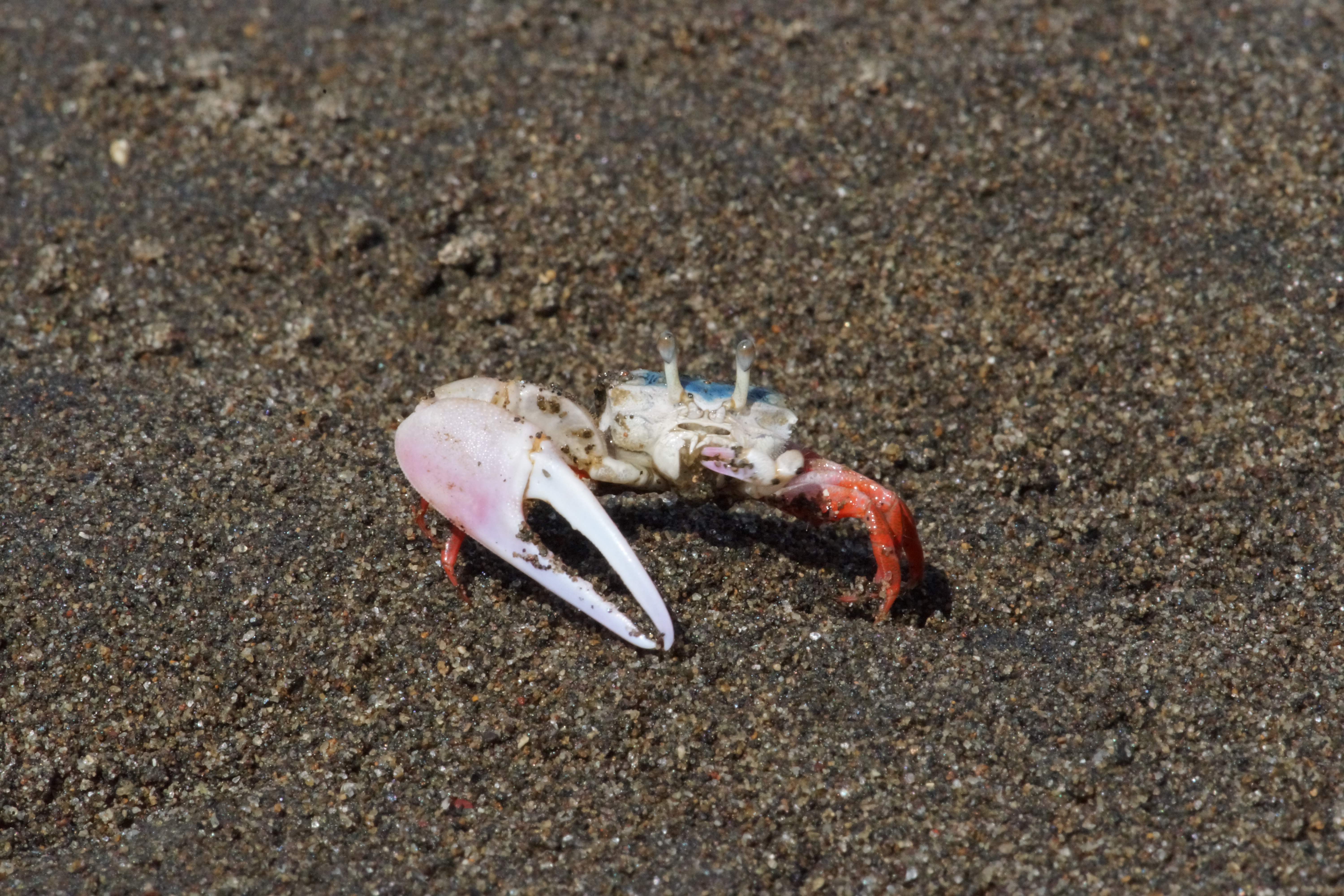 Leptuca stenodactylus photo