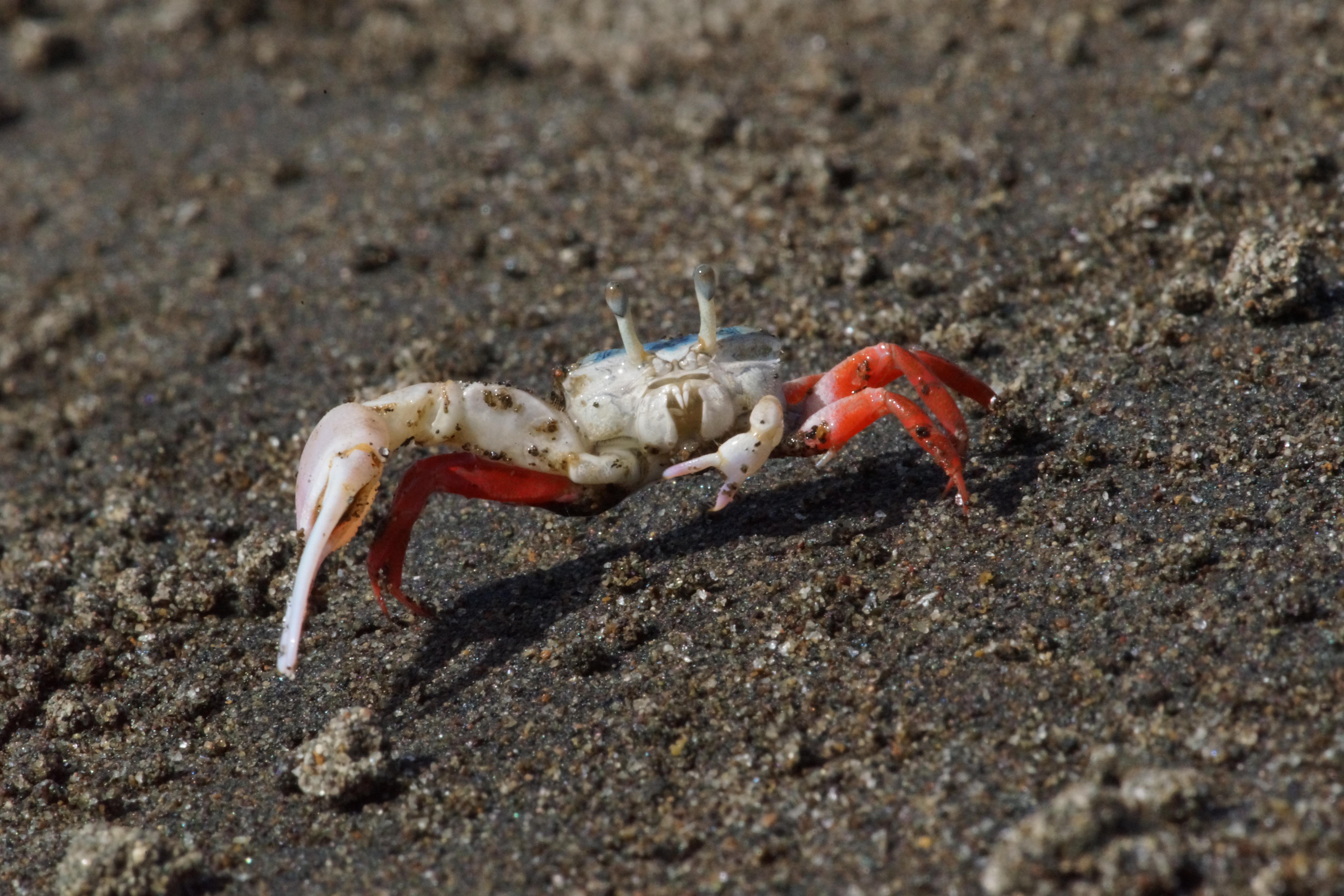 Leptuca stenodactylus photo