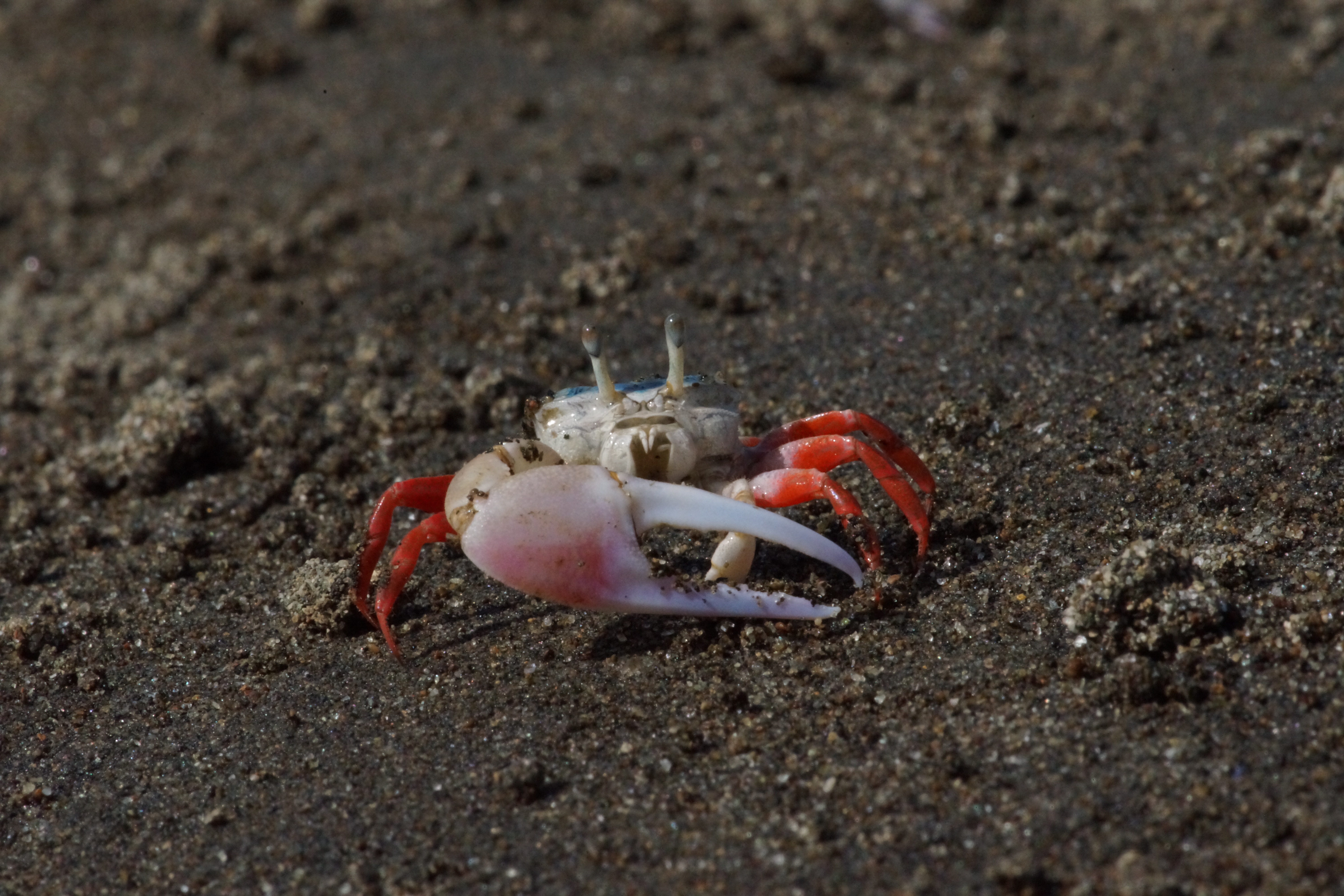 Leptuca stenodactylus photo