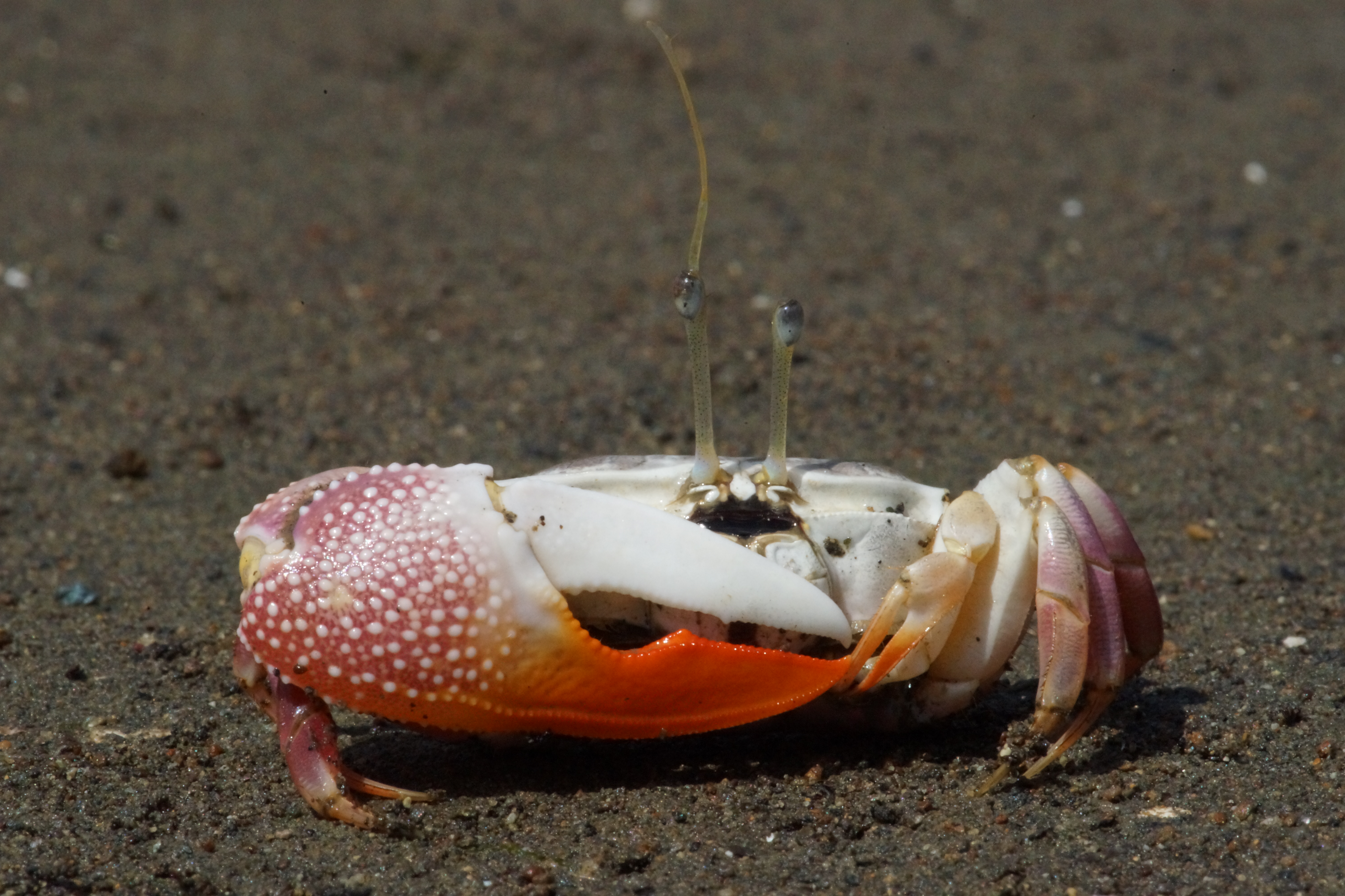 Uca stylifera