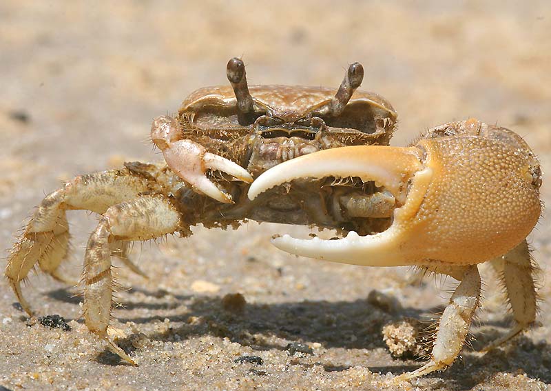 Leptuca subcylindrica photo