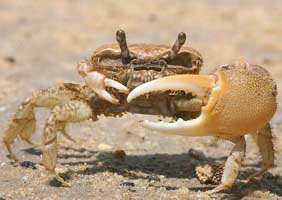 Leptuca subcylindrica thumbnail