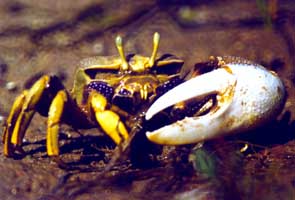Afruca tangeri thumbnail
