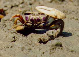 Afruca tangeri thumbnail