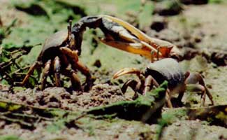 Afruca tangeri thumbnail
