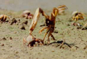 Afruca tangeri thumbnail