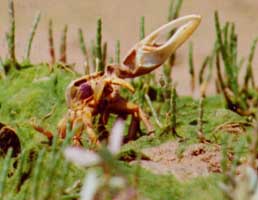 Afruca tangeri thumbnail