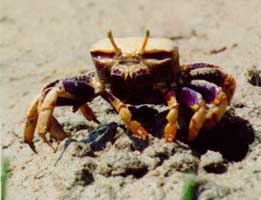 Afruca tangeri thumbnail