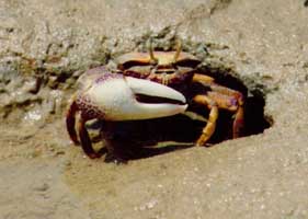 Afruca tangeri thumbnail
