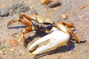 Afruca tangeri thumbnail