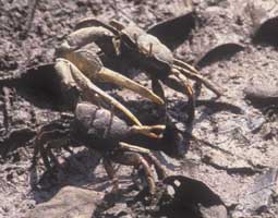 Afruca tangeri thumbnail