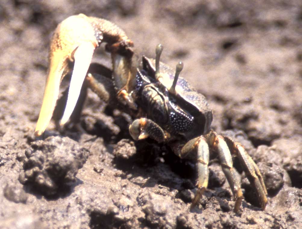 Afruca tangeri photo