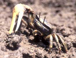 Afruca tangeri thumbnail