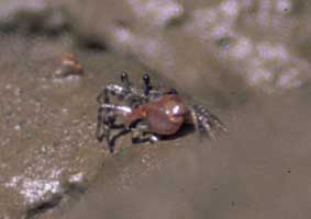 Leptuca tenuipedis thumbnail