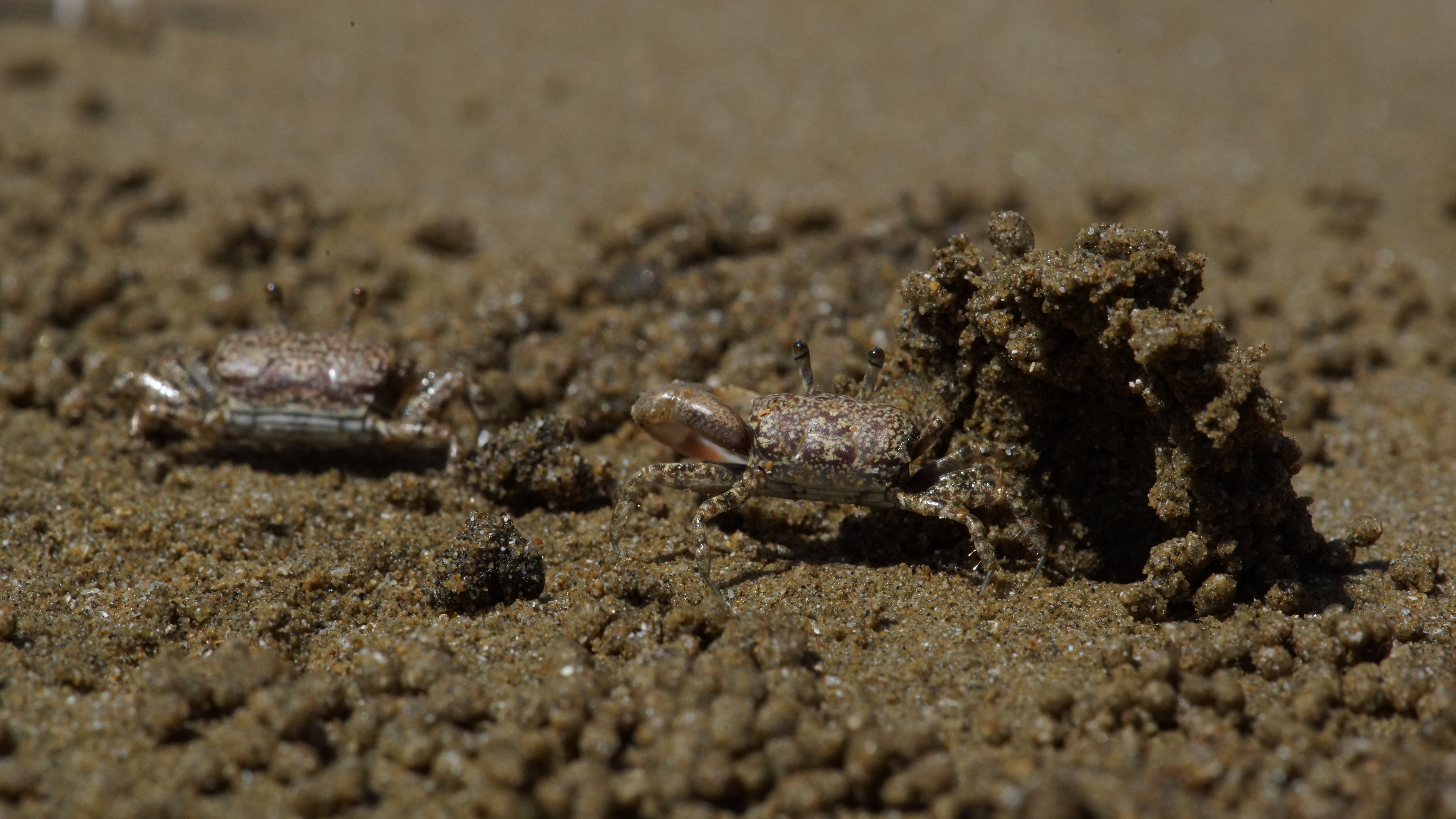 Leptuca terpsichores photo
