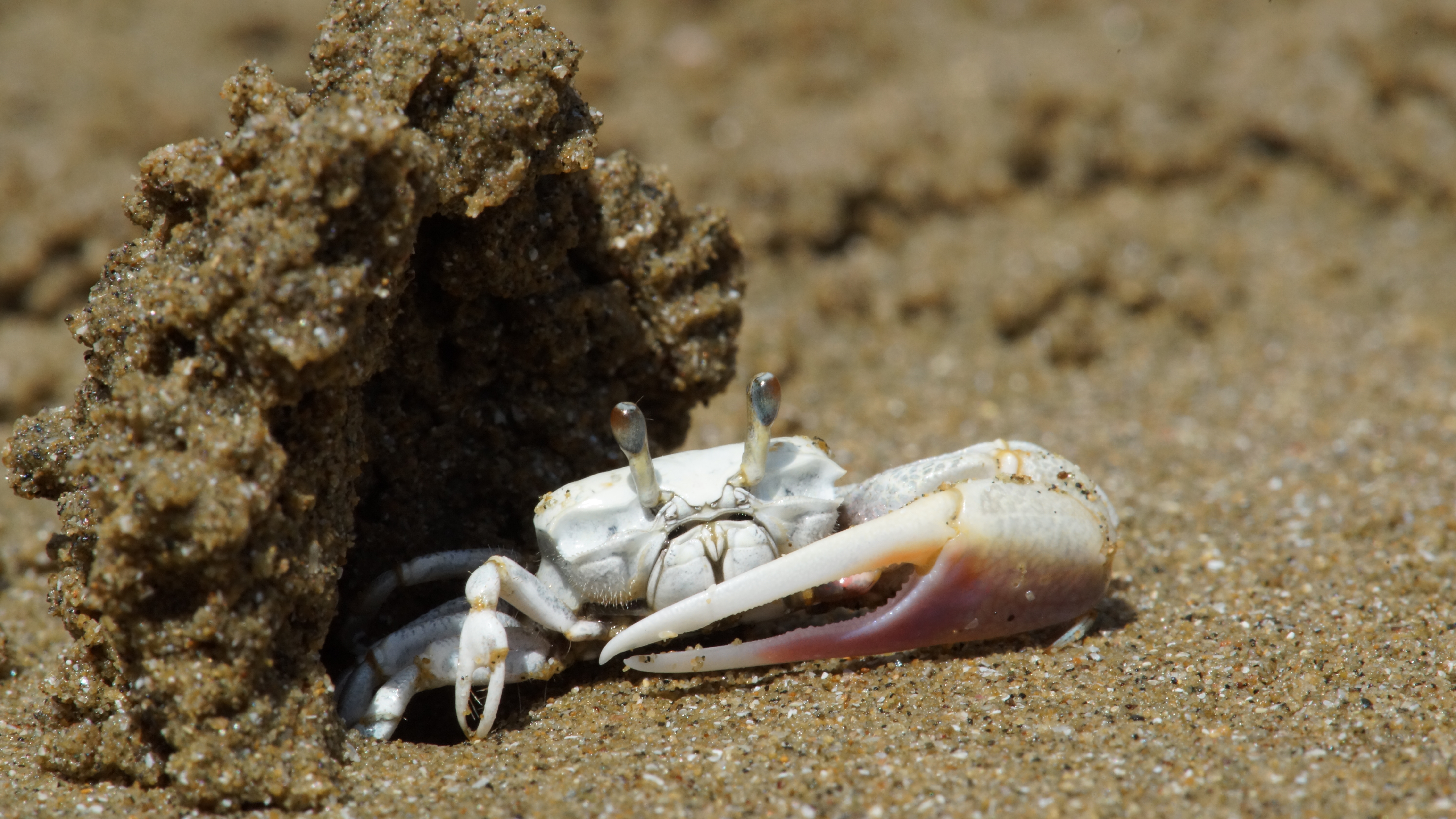 Leptuca terpsichores photo