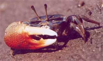 Gelasimus tetragonon thumbnail