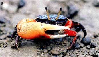 Gelasimus tetragonon thumbnail
