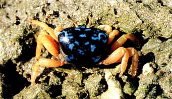 Gelasimus tetragonon thumbnail