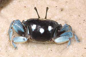 Gelasimus tetragonon thumbnail