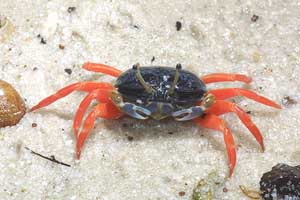 Gelasimus tetragonon thumbnail