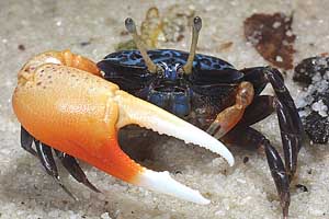 Gelasimus tetragonon thumbnail