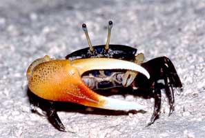 Gelasimus tetragonon thumbnail