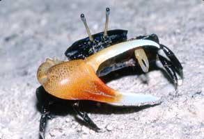 Gelasimus tetragonon thumbnail