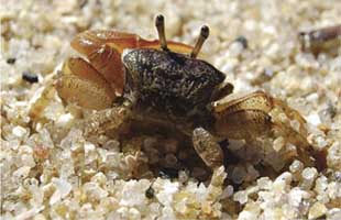 Leptuca thayeri thumbnail