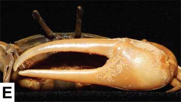 Leptuca thayeri thumbnail